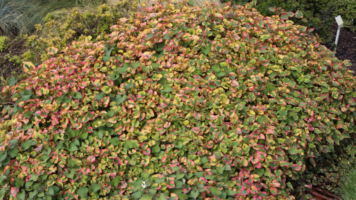 Pstrolistka sercowata 'Chameleon'