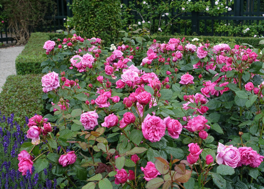 ogród z różami fot. iVerde