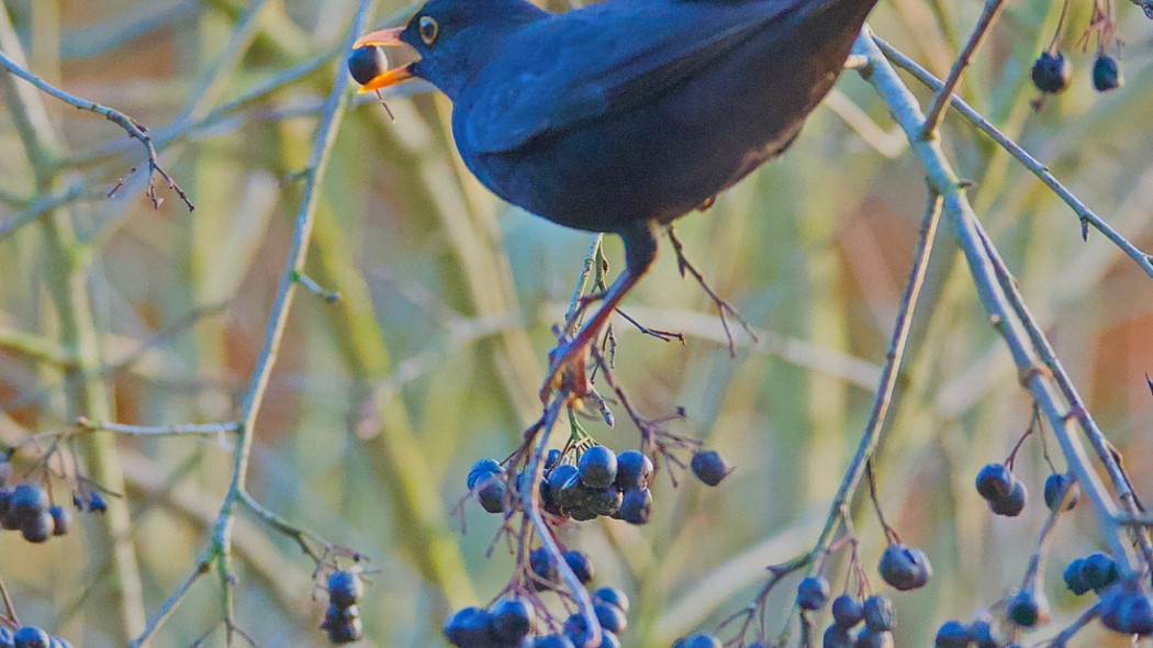 Aronia czarna owoce dla ptaków, fot. Gérard JAWORSKI - Pixabay