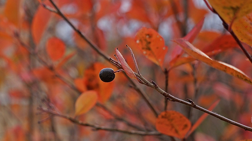 Aronia czarna jesienią, fot. Merja Partanen - Pixabay