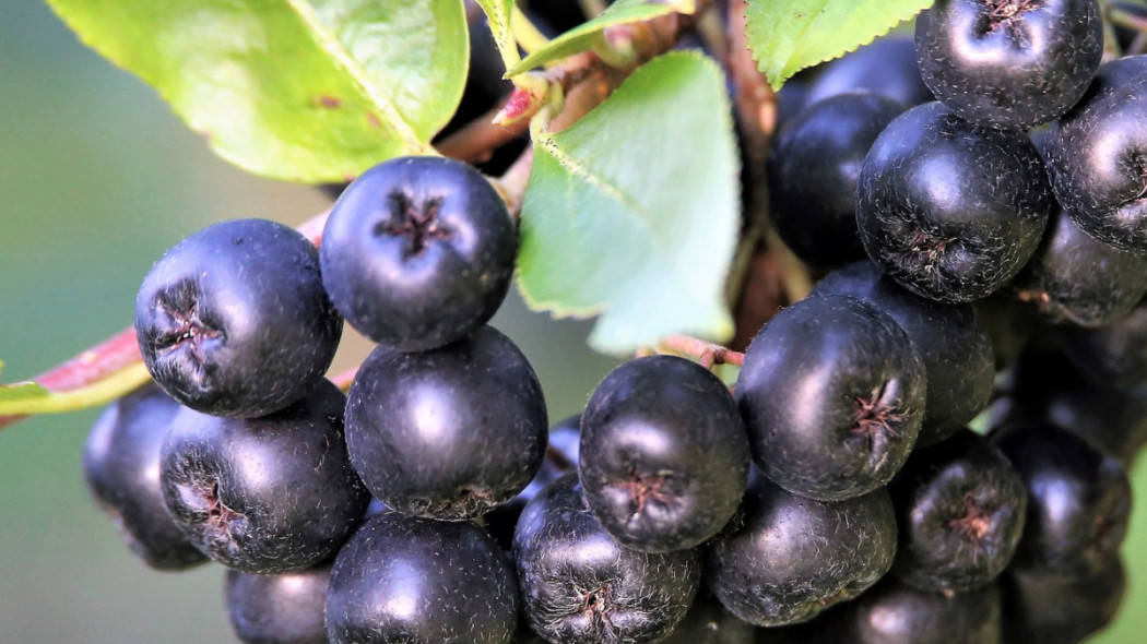 Aronia czarna jesienią, fot. Merja Partanen - Pixabay