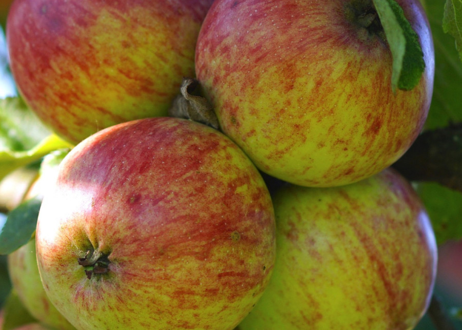 Jabłoń domowa, fot. Suju - Pixabay