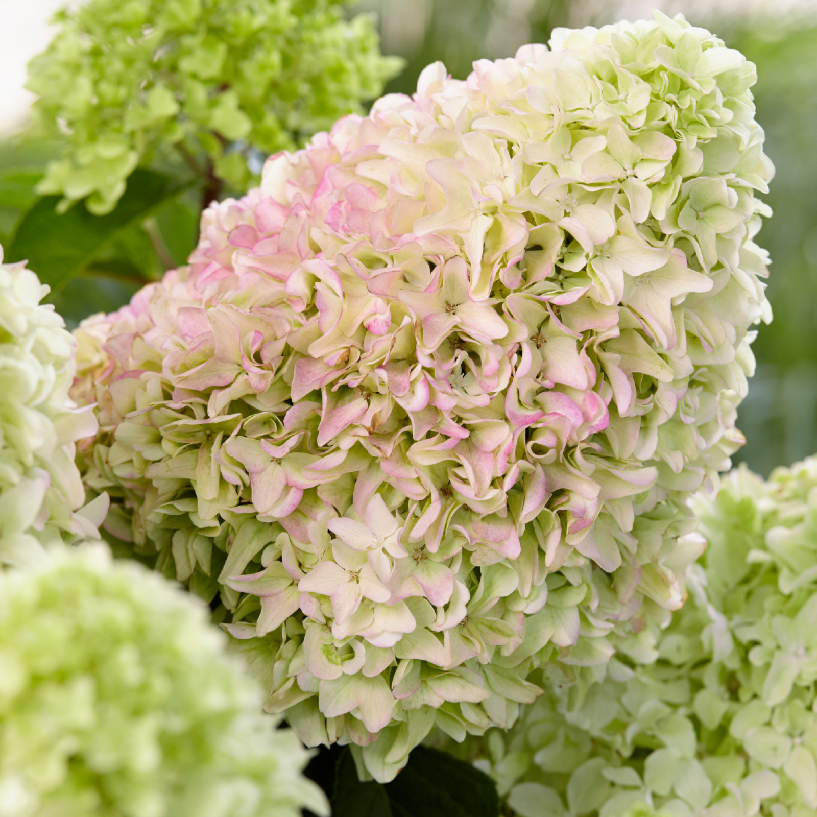 Hortensja Bukietowa LITTLE FRESCO Hydrangea Paniculata Little Fresco Hortensja Bukietowa LITTLE FRESCO Hydrangea Paniculata Little Fresco