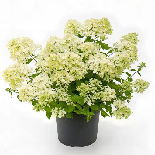 Hortensja bukietowa 'Bombshell'