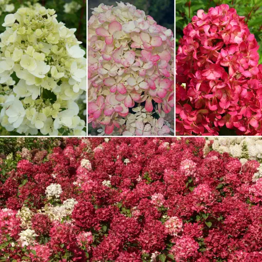 Hortensja bukietowa DIAMANT ROUGE