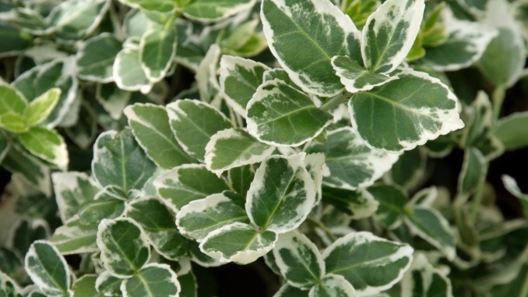 Trzmielina Fortunea 'Emerald Gaiety', fot. Iverde