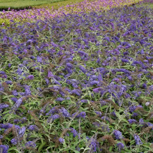 Budleja Davida 'Adonis Blue'