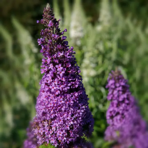 Budleja Davida 'Peacock'