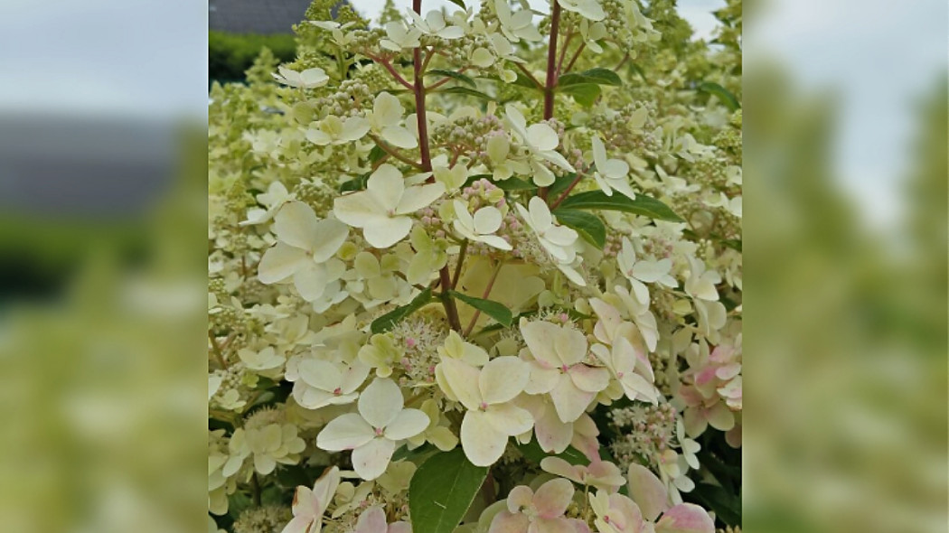 Hortensja bukietowa 'Confetti', fot. Szkółka Hoogenraad