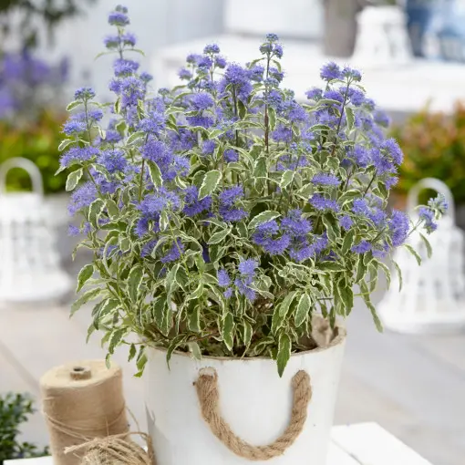 Barbula klandońska 'White Surprise'