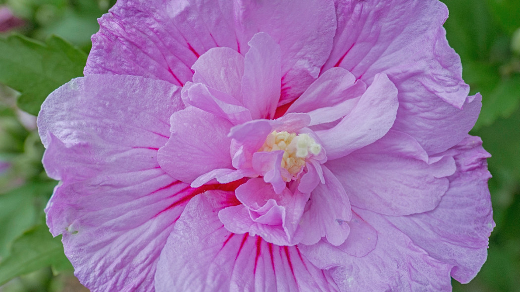 Ketmia syryjska 'Lavender Chiffon', fot. Szkółka Hoogenraad