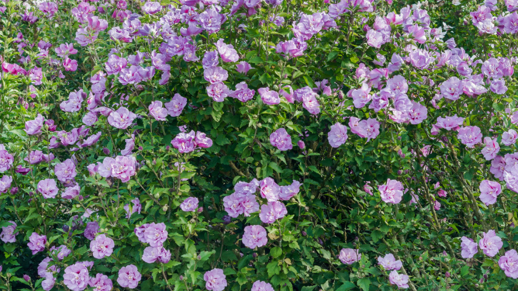 Ketmia syryjska 'Lavender Chiffon', fot. Szkółka Hoogenraad