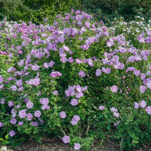 Ketmia syryjska 'Lavender Chiffon'