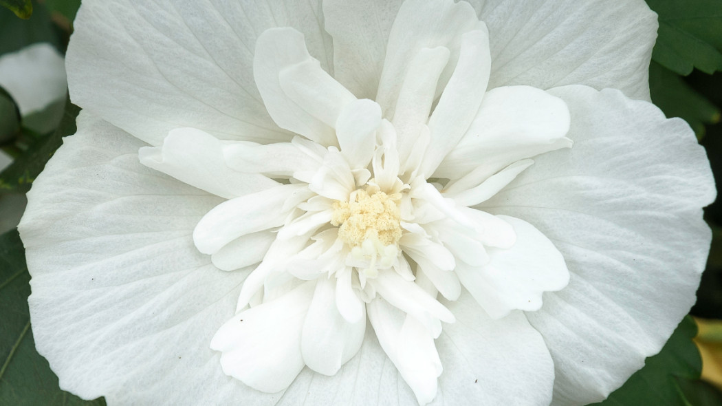 Ketmia syryjska 'White Chiffon', fot. Szkółka Hoogenraad