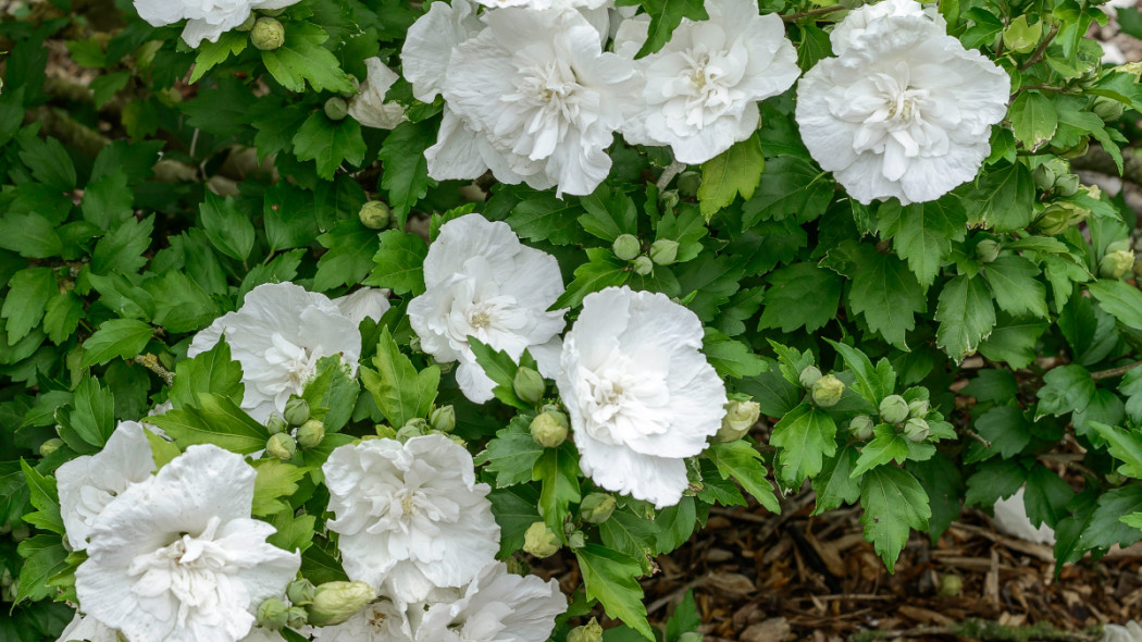 Ketmia syryjska 'White Chiffon', fot. Szkółka Hoogenraad