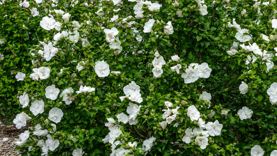 Ketmia syryjska 'White Chiffon', fot. Szkółka Hoogenraad