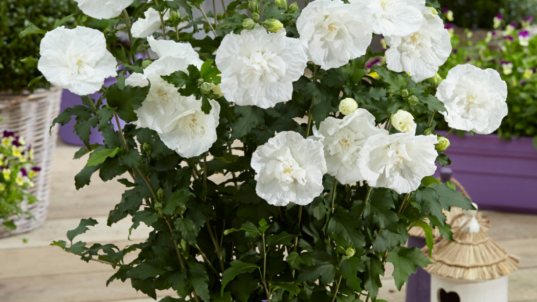 Ketmia syryjska 'White Chiffon', fot. Szkółka Hoogenraad