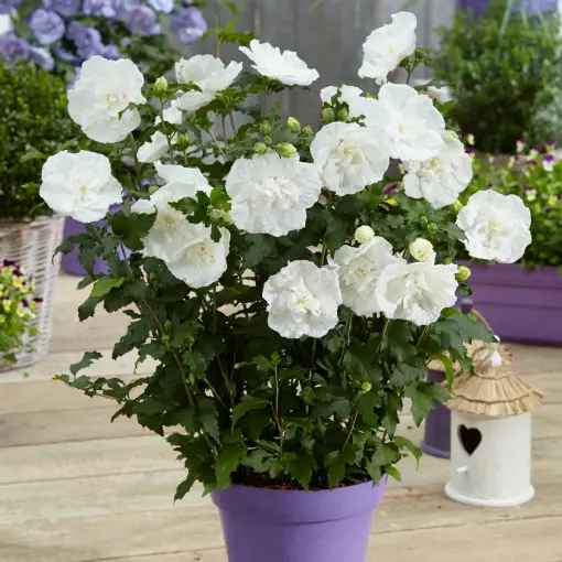 Ketmia syryjska 'White Chiffon'