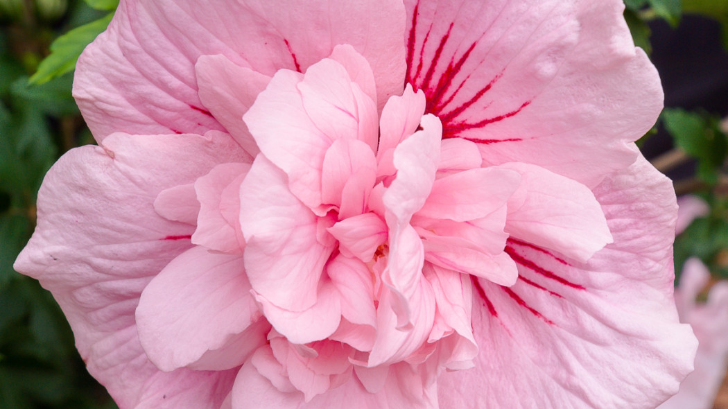 Ketmia syryjska 'Pink Chiffon', fot. Szkółka Hoogenraad