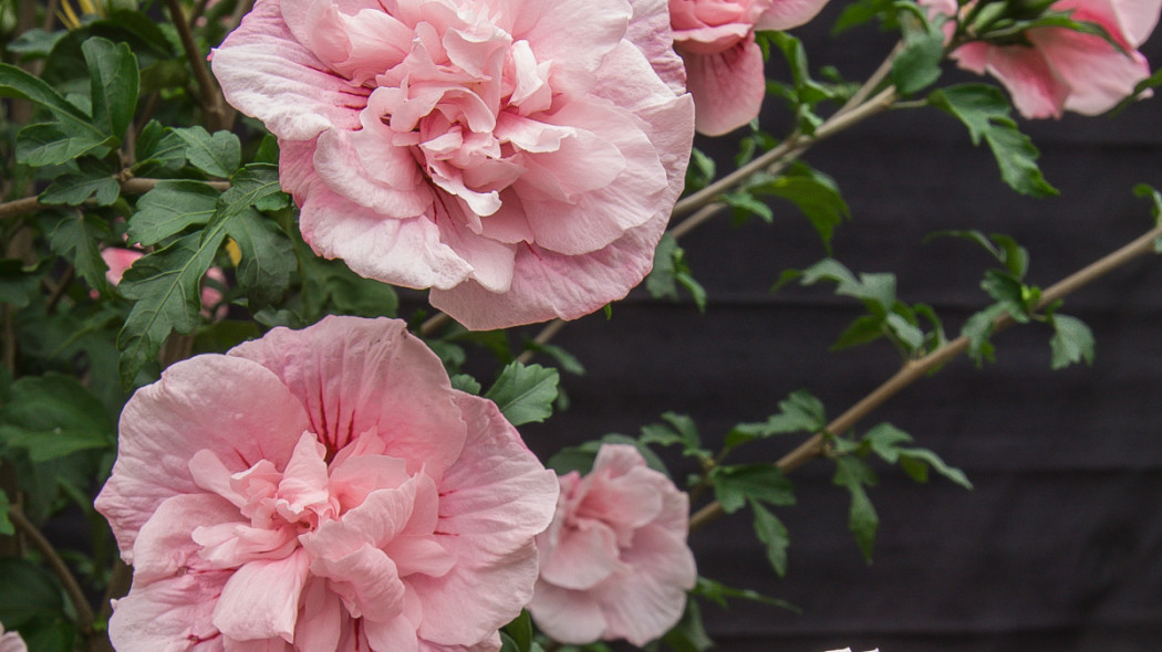 Ketmia syryjska 'Pink Chiffon', fot. Szkółka Hoogenraad