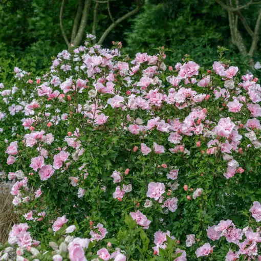Ketmia syryjska 'Pink Chiffon'
