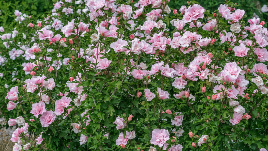 Ketmia syryjska 'Pink Chiffon', fot. Szkółka Hoogenraad