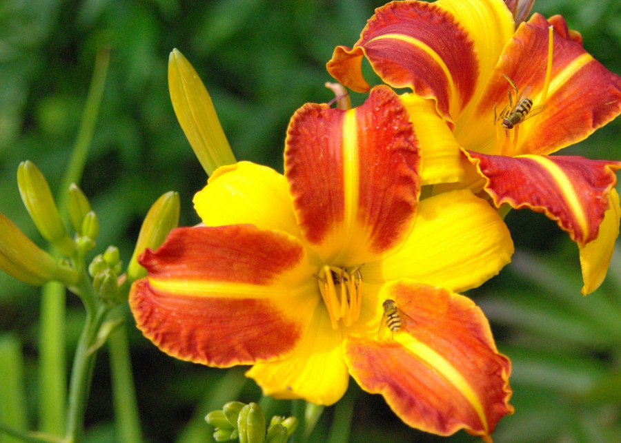 ogród z liliowcami fot. fot. Günter Rupprich/Pixabay