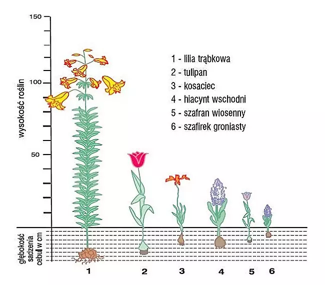 Rośliny cebulowe - wysokość kwiatów, głębokość sadzenia cebul