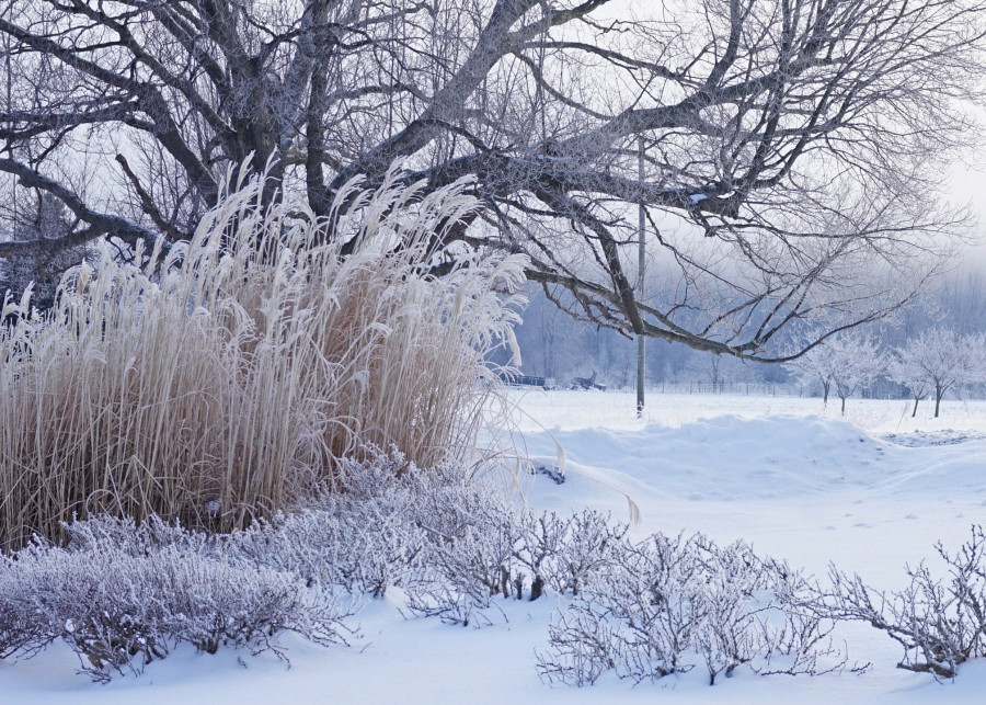 Ogród ozdobny zimą, fot. June Simonton - Pixabay