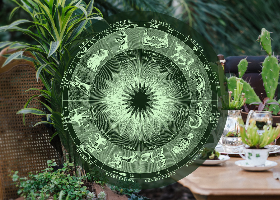 Znaki zodiaku i ich rośliny - sprawdź, która jest dla Ciebie!, edit fot. Annie Spratt - Unsplash