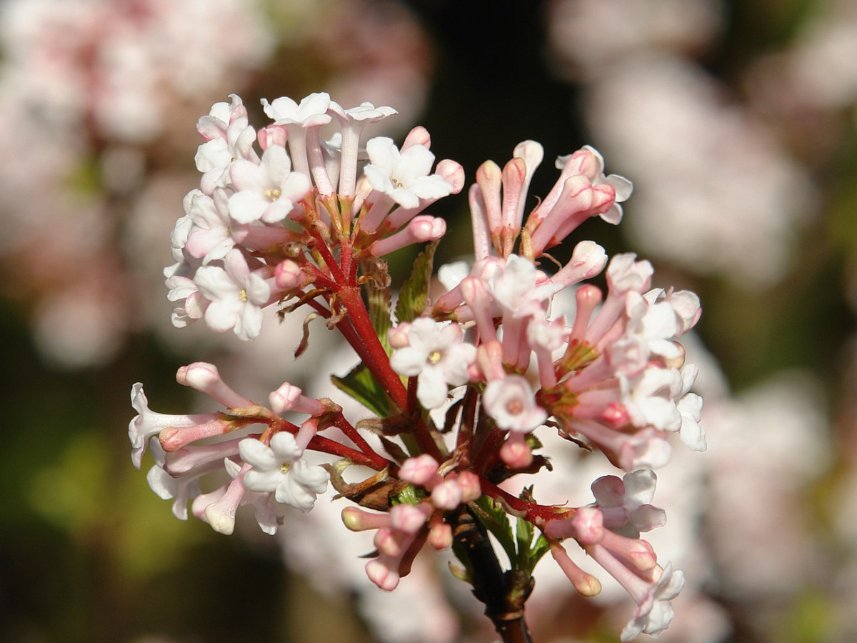 Kalina wonna (Viburnum farreri) - opis, wygląd, wymagania, uprawa i  pielęgnacja | Zielony Ogródek