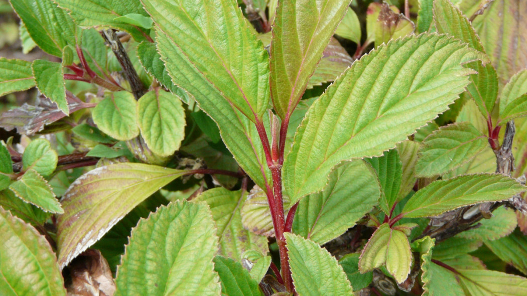 Kalina wonna liście, fot. Viburnum farreri Stearn" (CC BY-SA 3.0) - Flickr