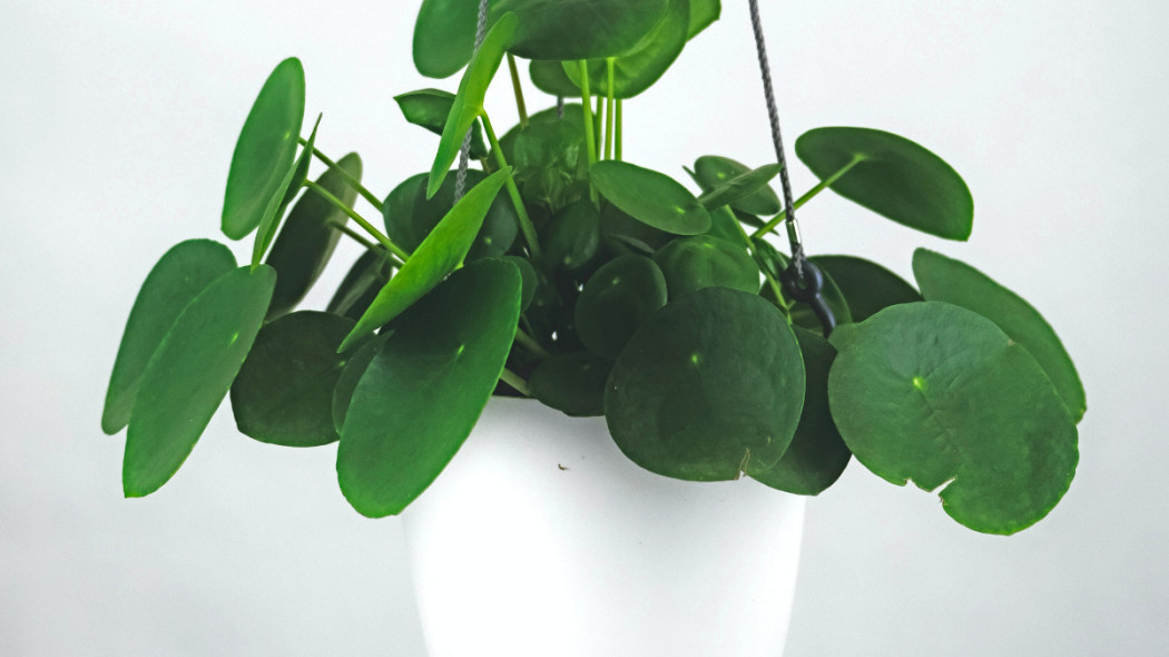 Pilea peperomiowata, fot. Severin Candrian - Unsplash