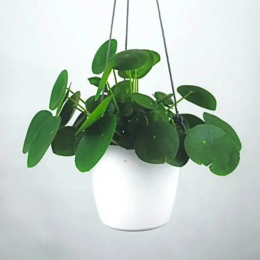Pilea peperomiowata / Pieniążek