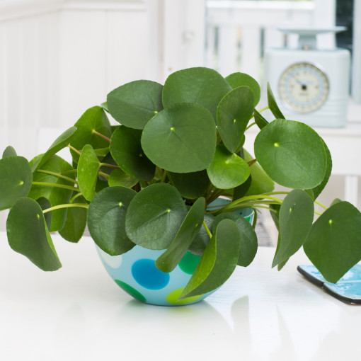 Pilea peperomiowata / Pieniążek