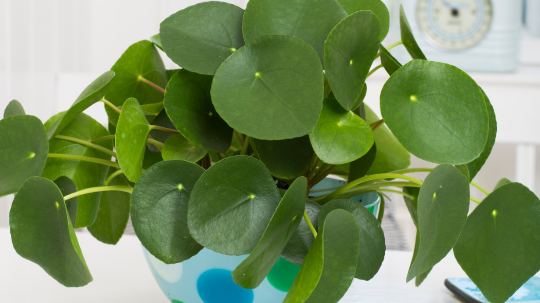 Pilea peperomiowata, fot. Floradania.dk