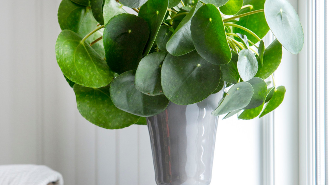 Pilea peperomiowata, fot. Floradania.dk