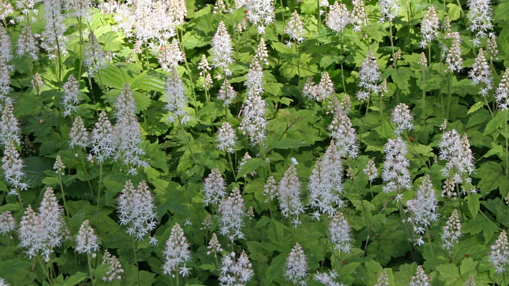 Tiarella sercolistna, fot. Sirpale79 (CC BY 2.0) - Flickr