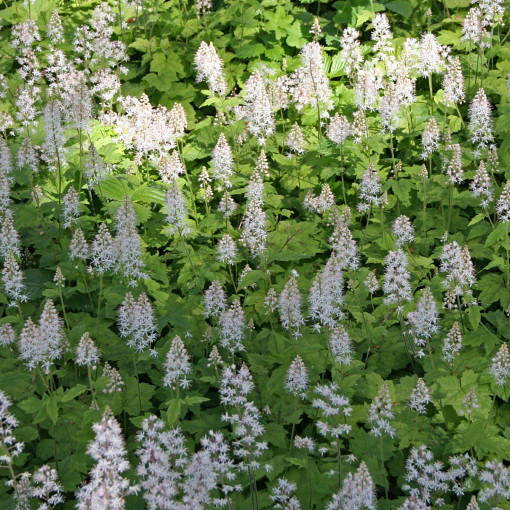 Tiarella sercolistna