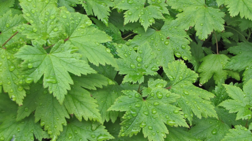 Tiarella sercolistna, fot. Reija Hirvonen - Pixabay