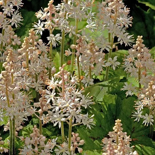 Tiarella sercolistna