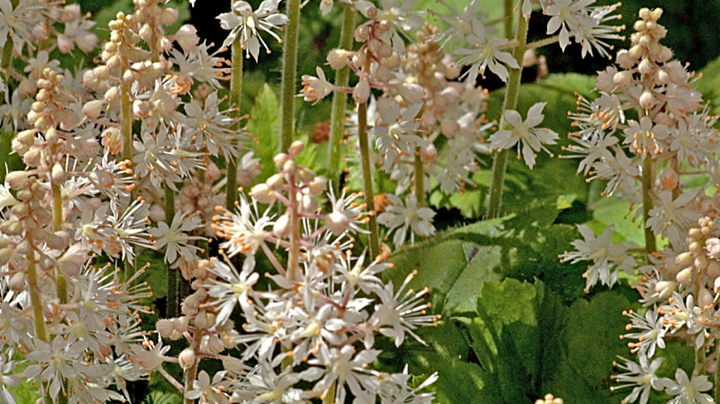 Tiarella sercolistna, fot. Martin Vicente (CC BY 2.0) - Flickr