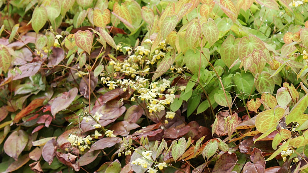 Epimedium, fot. blumenbiene (CC BY 2.0) - Flickr