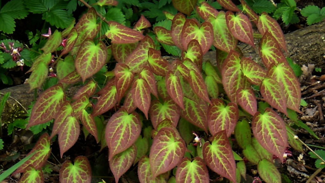 Epimedium czerwone, fot. peganum (CC BY-SA 2.0) - Flickr