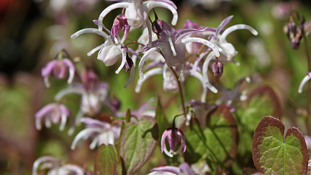 Epimedium, fot. brewbooks (CC BY-SA 2.0) - Flickr