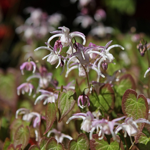 Epimedium