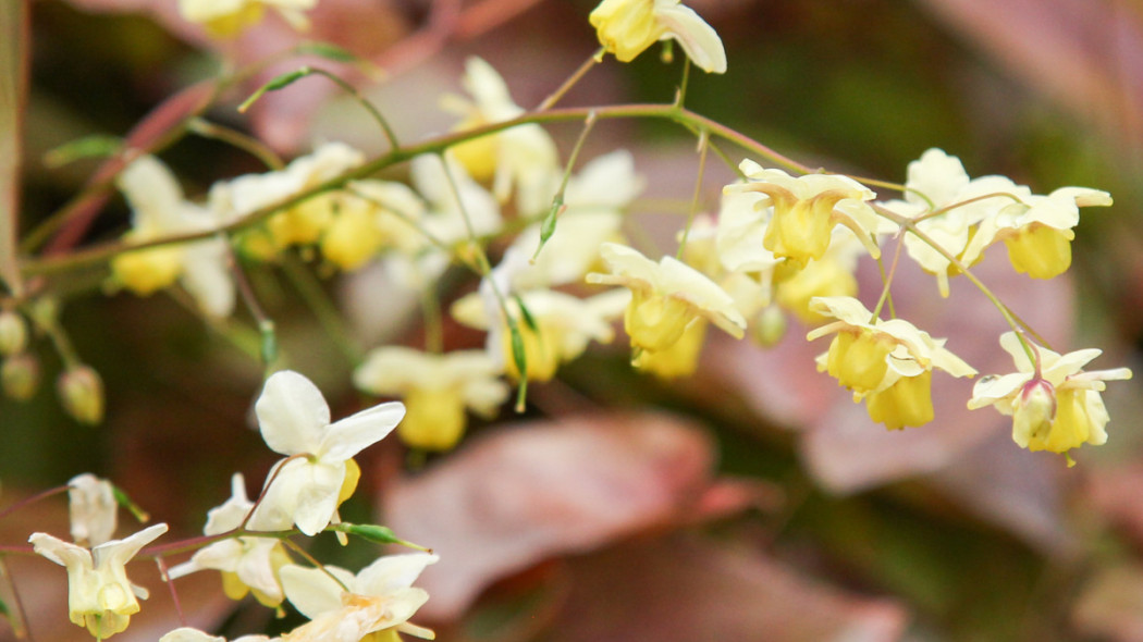 Epimedium pstre, fot. blumenbiene (CC BY 2.0) - Flickr