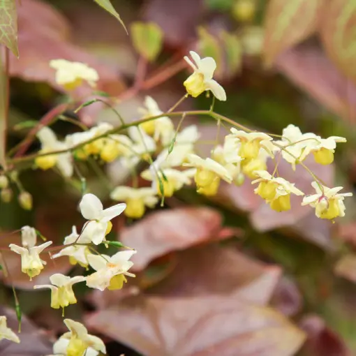Epimedium