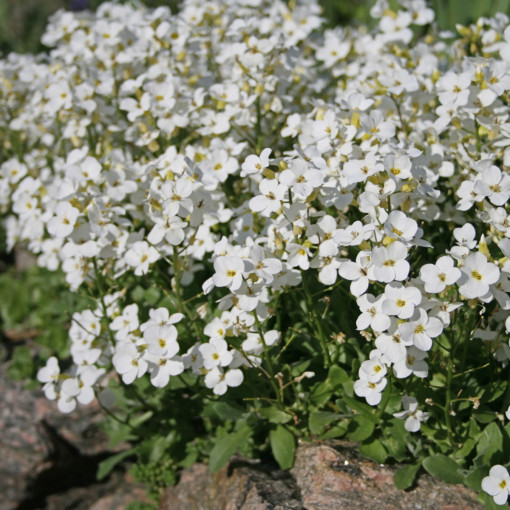 Gęsiówka kaukaska