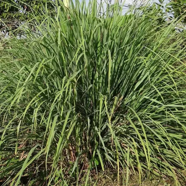 Mało znane zioła – palczatka, trawa cytrynowa